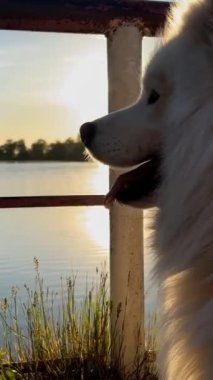 Samoyed köpek kafası ekranın sağ tarafında, gün batımının arka planına karşı. Suyun üzerinde bir nehir parıldıyor.