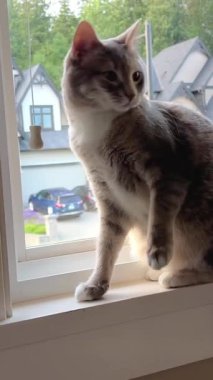 Bakımlı gri tekir bir kedi yetişkin oturur ve bir noktaya bakar. Sadece kulak A tarafına gider ve sonra başını kaldırır. Yüksek kalite 4k görüntü