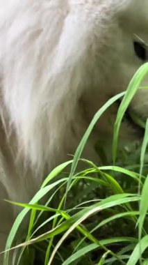 Beyaz Samoyed köpeği ilkbaharda ya da yazın yeşil çimlere gelir ve yemeye başlar. Veteriner eczanelerinde kullanılır. Uzun saçlı, yetişkin vitaminli beyaz köpek ürünleri satılır. 4k
