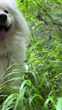 Köpek maması için güzel bir reklam. Beyaz tüylü samozlu köpek duruyor ve ileriye bakıyor. Sonra ot yemeye başlıyor. 