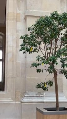 Louvre 'un ana salonundaki beyaz mermer heykeller yan yana duruyor. Paris Fransa 22-04-23 çok güzel. Yüksek kalite 4k görüntü