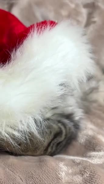 Lindo Gato Navidad Bonito Anuncio Año Nuevo Tarjeta Visita Navidad — Vídeos de Stock
