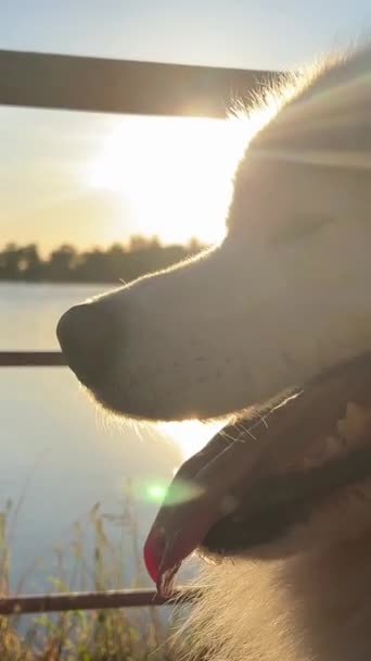 Samoyed Hondenkop Close Aan Rechterkant Van Het Scherm Tegen Achtergrond — Stockvideo