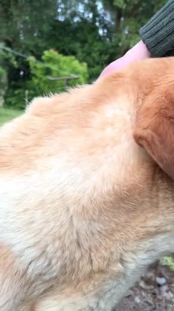 Dog Looks Turns Its Head Confused Look Looks Background Human — Stock Video