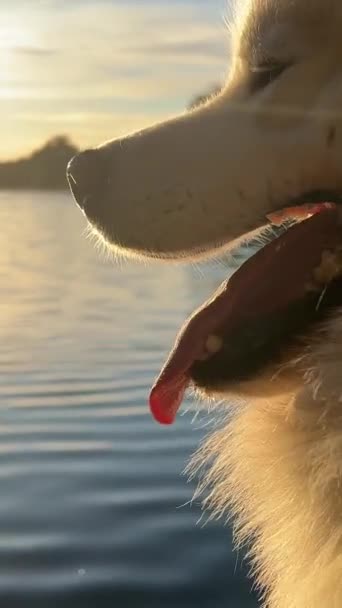 日没の背景に画面の右側にある同じ犬の頭のクローズアップは 川の水に反射輝く — ストック動画