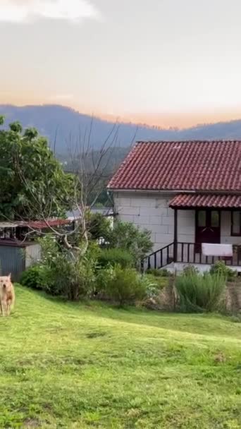 Perro Corre Cámara Cámara Lenta Alrededor Naturaleza Montaña Casa Portugal — Vídeos de Stock
