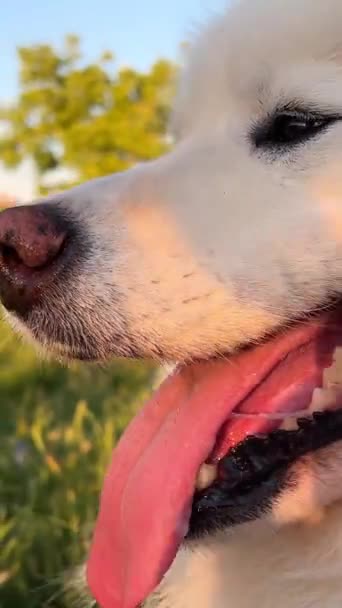 Lindo Adulto Branco Samoyed Cão Está Lado Direito Moldura Com — Vídeo de Stock