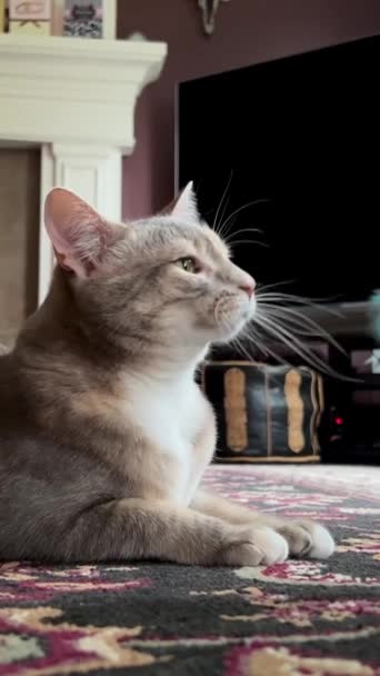 灰色の猫はオレンジ色の青い羽で遊ぶ暖炉と暗い壁の背景に横たわって それからマウスをキャッチするかのように息をつく 高品質4K映像 — ストック動画