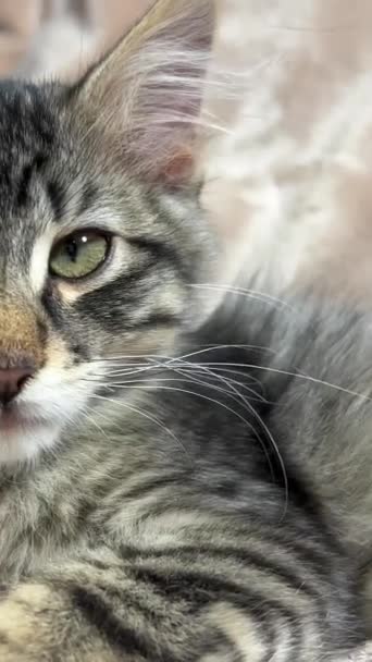 Small Siberian Kitten Lies Pink Blanket Has Big Huge Ears — Stock Video