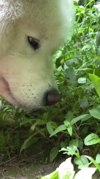 Bílý Samoyed Pes Přichází Zelené Trávy Jaře Nebo Létě Začne — Stock video