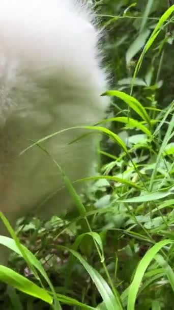 Beyaz Samoyed Köpeği Ilkbaharda Yazın Yeşil Çimlere Gelir Yemeye Başlar — Stok video
