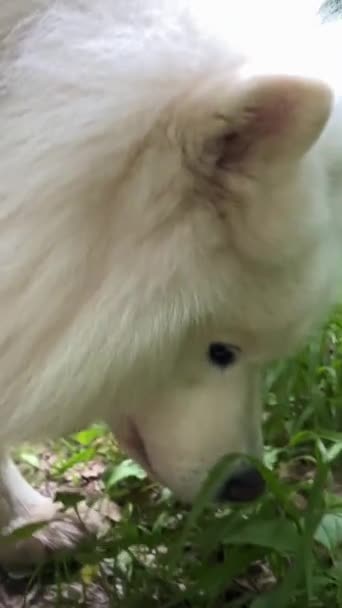 White Samoyed Dog Comes Green Grass Spring Summer Begins Eat — Stockvideo