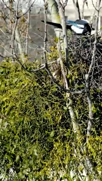 Büyük Yuvanın Çatısında Güzel Bir Saksağan Pica Pica — Stok video