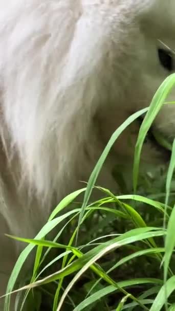 Fehér Samoyed Kutya Jön Zöld Tavasszal Vagy Nyáron Kezd Enni — Stock videók