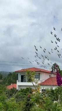 Bir kuş sürüsü, dağlarda kırmızı çatılı sarı özel bir evin üzerinden mavi bulutlu gri gökyüzünün arka planına doğru uçuyor. Yüksek kalite 4k görüntü