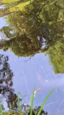 Şelalenin adı Cascata do Pincho veya cascata da ferida ma. Ankora Nehri 'ndeki muhteşem doğa, korsanlar ve seyahatlerle ilgili bir filmin oranına benzer. Yüksek kalite 4k görüntü