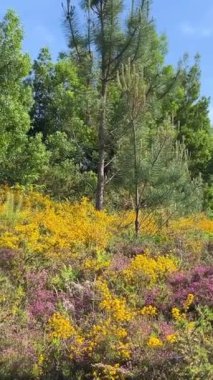 Beyaz papatya çayırları. Gün batımında çayırlarda çayırlarda hareket eden bir kamera. Yüksek kalite 4k görüntü