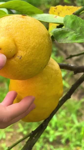 Zitronenernte Hände Pflücken Eine Zitrone Von Einem Baum Hochwertiges Filmmaterial — Stockvideo