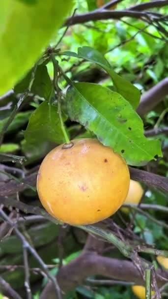Shooting Grapefruit Tree Camera Focuses Grapefruit Zooms Out Green Leaves — Stock Video