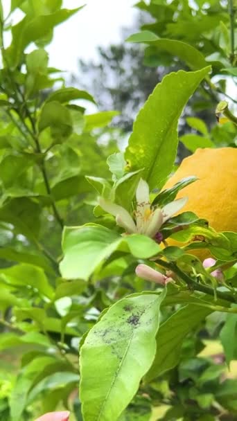 Manos Femeninas Arrancar Limón Maduro Árbol Hay Hojas Verdes Flores — Vídeos de Stock