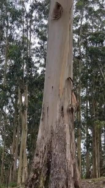 Höga Eukalyptusträd Den Portugisiska Skogen Bakgrunden Enorma Hundraåriga Stenar Högkvalitativ — Stockvideo