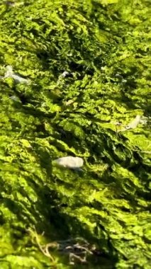 bright green algae or moss overgrown on stones beach slippery wet and very damp beautiful color plants are visible completely overgrown stones Wall beach, Nanoose. High quality 4k footage