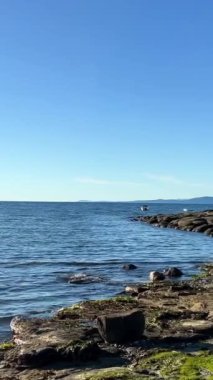 Wall beach, Nanoose Pacific Ocean beach on Vancouver Island a very beautiful combination of nature on the right side coniferous trees on the left side the ocean looks like a lake or the sea. 4k