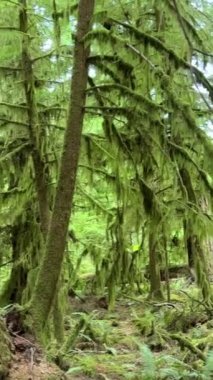 MacMillan İl Parkı Kanada 'nın Yedi Harikası Vancouver Adası Antik Douglas Katedrali 