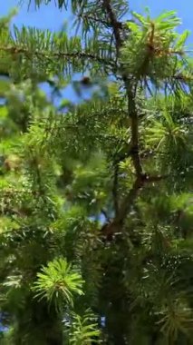 pine or spruce on which young cones grow very bright green needles against the sky pine trees that grow near the ocean close-up you can see the branches Rathtrevor Beach, Parksville.