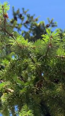 pine or spruce on which young cones grow very bright green needles against the sky pine trees that grow near the ocean close-up you can see the branches Rathtrevor Beach, Parksville.