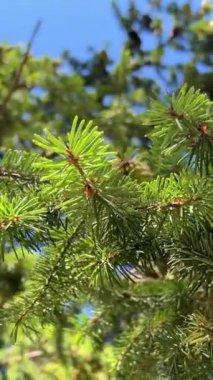 huge Mighty spruce or pine coniferous trees grow on the beach of the Pacific Ocean on Vancouver Island Canada there is a place to have a picnic in calm Calm Rathtrevor Beach, Parksville. High quality