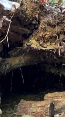 bears den under a tree in a large hole in which logs lie and tree roots are visible Carpathians or Canada any forest. High quality 4k footage