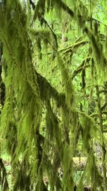 MacMillan İl Parkı Kanada 'nın Yedi Harikası Vancouver Adası Antik Douglas Katedrali 