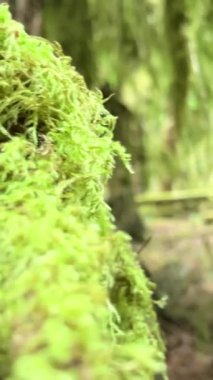 MacMillan İl Parkı Kanada 'nın Yedi Harikası Vancouver Adası Antik Douglas Katedrali 