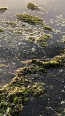 Doğa ekolojisi deniz yosunlarını kıyıya fırlatıyor dikenli kara algler denize geri yüzüyor ve yaratmadan balıklara yem olarak hizmet veriyor. 