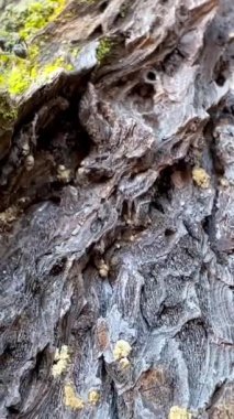 Ants crawl on the bark of a tree They quickly run away black ants. High quality 4k footage