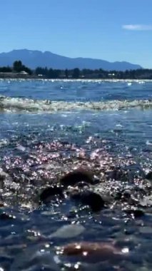 Wall beach, Nanoose Pacific Ocean beach on Vancouver Island a very beautiful combination of nature on the right side coniferous trees on the left side the ocean looks like a lake or the sea. 4k