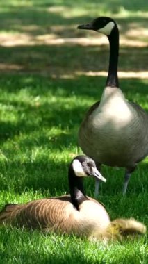 Kanada kazları ailesi otların üzerinde baba kaz tehlikeyi arıyor anne küçük yavruların yanında oturuyor yavrular korunuyor