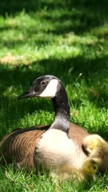 Güneşli bir günde, Kanada 'nın Vancouver şehrinde yeşil çimlerde yürüyen küçük Kanada kaz yavruları çimen ve ekmek yiyor. Anne küçük yavruları koruyor.