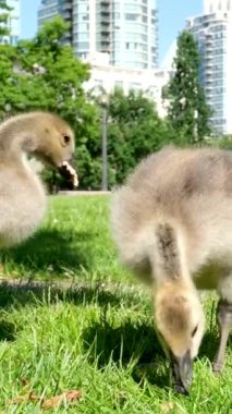 Vancouver 'da üç Kanadalı kaz civcivi otlanıyor. İkisi çimenleri biçmek için otları seçerken biri bir parça ekmek buldu ve boğazında kaldı.