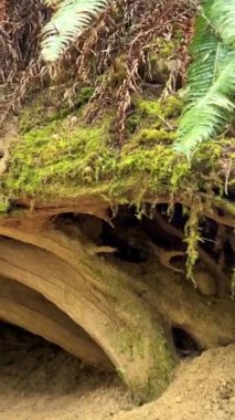 A beautiful view of the upper fall of Englishman river surrounded by mossy rocks and lush forest trees. High quality photo Englishman river falls park Parksville Qualicum Vancouver Island Canada