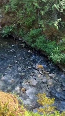 Geleneksel Kwalikum Bölgesi Birinci Ulus Küçük Kalite Şelalesi İl Parkı Temiz ve soğuk su Şelalesi ve Orman Nehri 