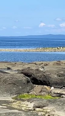 Kanada 'daki Vancouver Adası' ndaki Pasifik Okyanusu 'nda alçak gelgitler hemşerilerim ve rıhtımda bir yerlerde görülebilir.