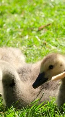Güneşli bir günde, Kanada 'nın Vancouver şehrinde yeşil çimlerde yürüyen küçük Kanada kaz yavruları çimen ve ekmek yiyor. Anne küçük yavruları koruyor.