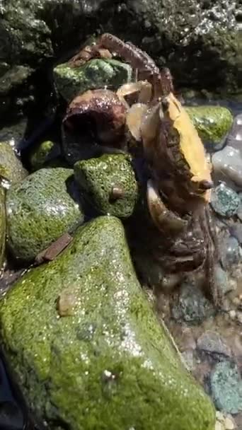 Biologieles Pedagogische Handlanger Het Leven Van Krabben Een Kleine Krab — Stockvideo