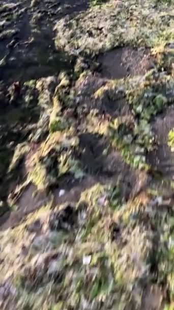 Ecología Naturaleza Arroja Algas Tierra Contaminando Playa Espinosas Algas Oscuras — Vídeo de stock