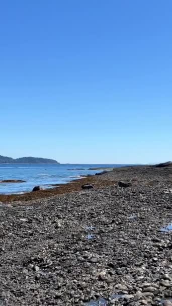 Low Tide Pacific Ocean View Denman Island Hornby Island High — Wideo stockowe