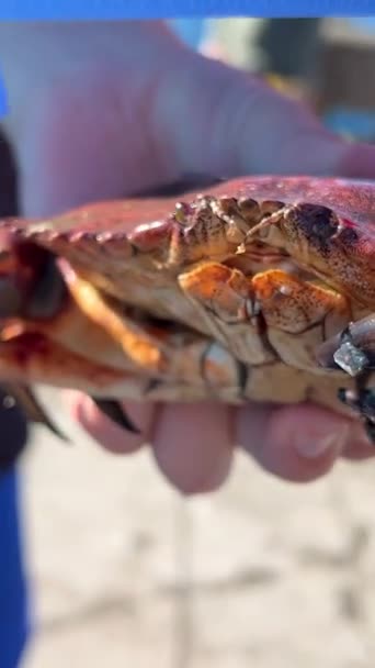 Children Adults Beach Caught Big Crab Measure Special Ruler Device — Stockvideo