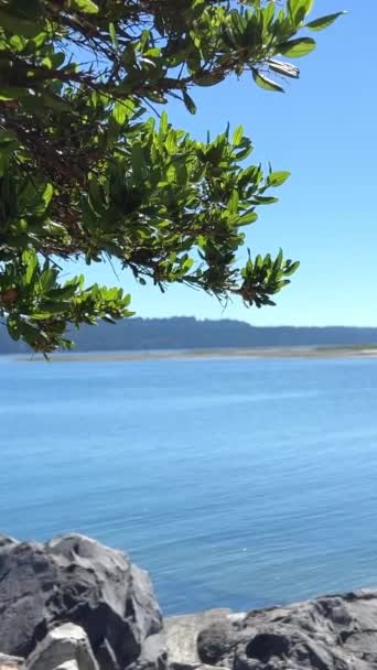 Открытка Пейзажем Озеро Море Залив Левой Стороне Дерева Большими Камнями — стоковое видео