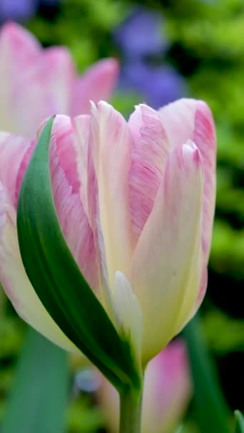 Florecientes Tulipanes Rosados Con Flores Jardín Flores Rotación Horizontal Cámara — Vídeos de Stock